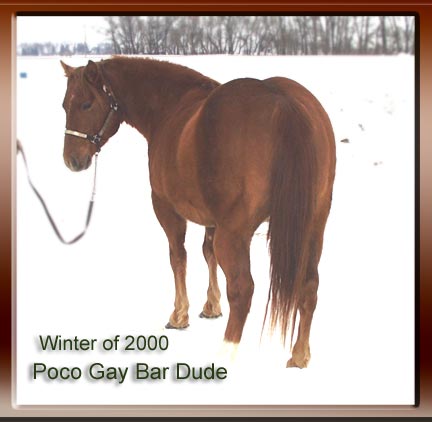 Poco Gay Bar Dude