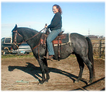 Blue Roan Stallion