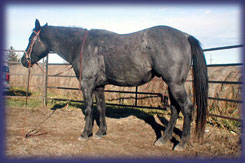 Blue Roan Stallion